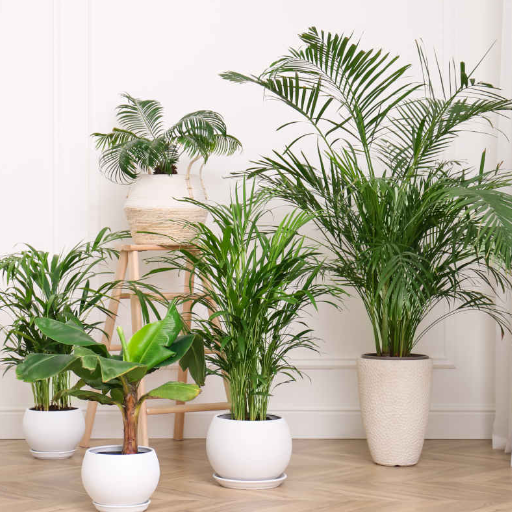 Types of Indoor Palm Trees