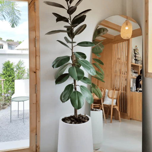 How to Incorporate Indoor Trees into Home Decor