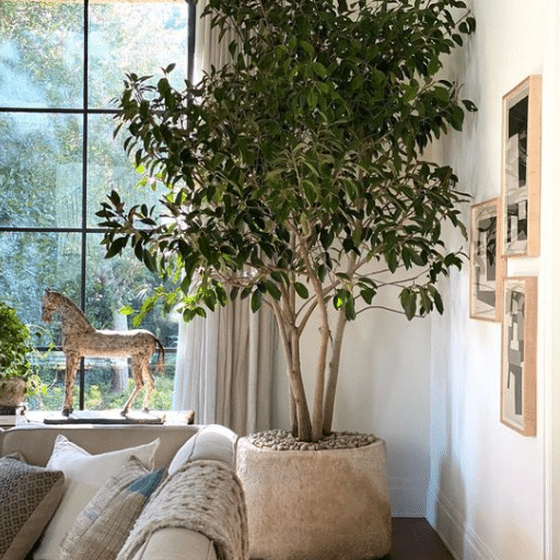 Introduction to Low Light Indoor Plants
