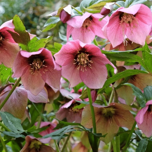 Creating a Beautiful Shade Garden