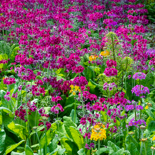 Understanding Perennials Plants for Shade