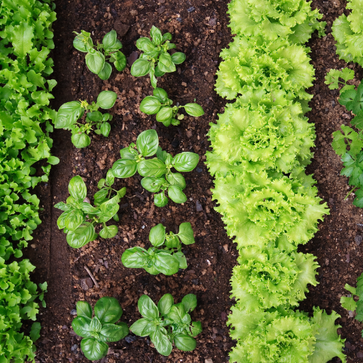 Herbs and Their Incompatibilities
