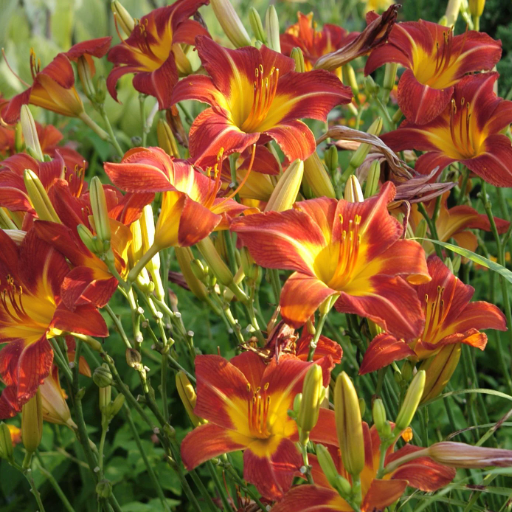 Reasons to Avoid Dividing Certain Perennials