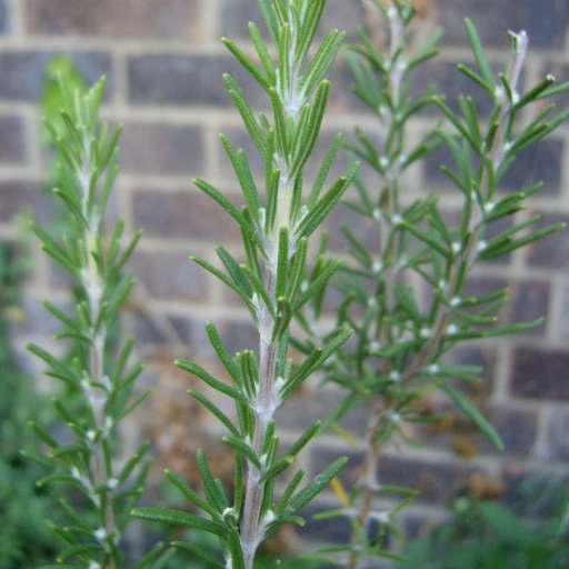 Growing Rosemary Indoors