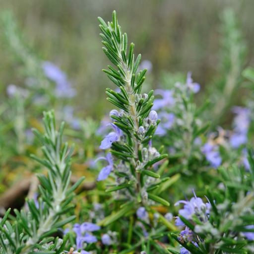 Harvesting and Storing Rosemary