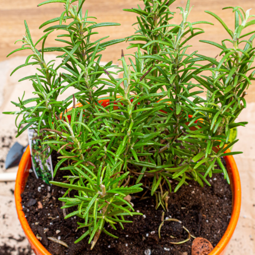 Overwintering Rosemary