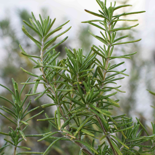 Rosemary Plant Care