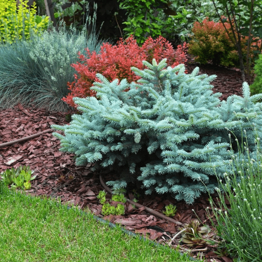 Introduction to Low-Maintenance Shrubs