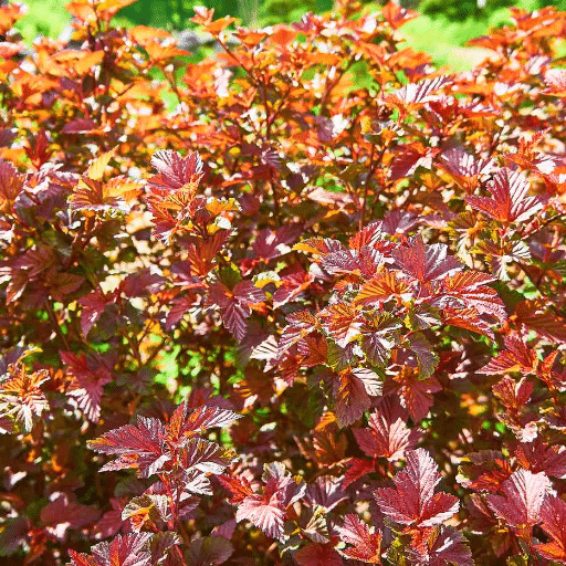 Popular Shrubs Thrive on Neglect
