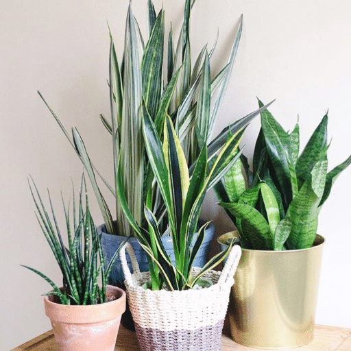 Repotting and Propagating Snake Plants