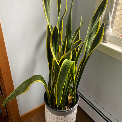 Identifying Symptoms of a Droopy Snake Plant