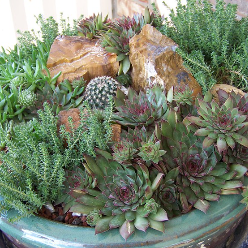 Best Companion Plants for Succulent Gardens