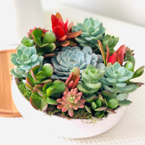 Seasonal Considerations for Planting Succulents