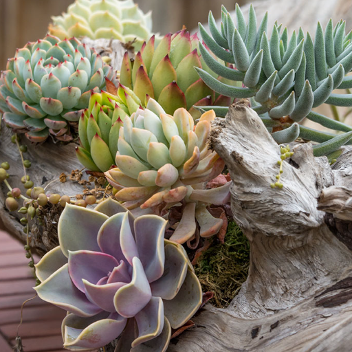 Incorporating Cacti and Other Succulent Plants