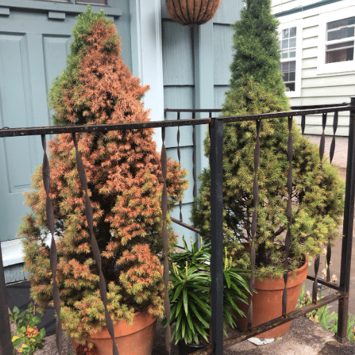 Caring for Potted Trees