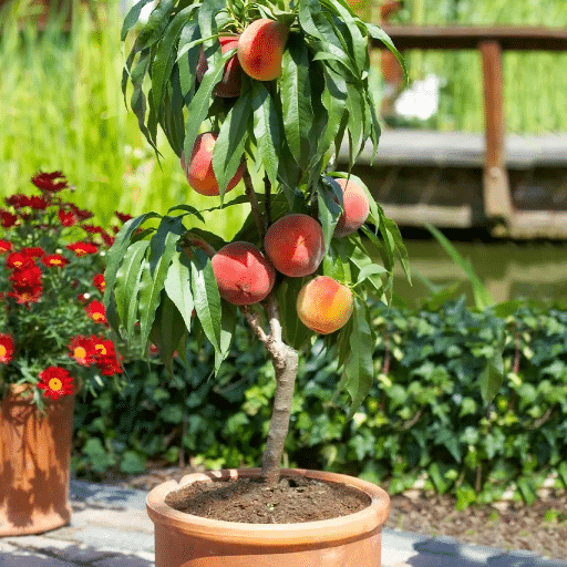 Conclusion: Enjoying Your Container Garden