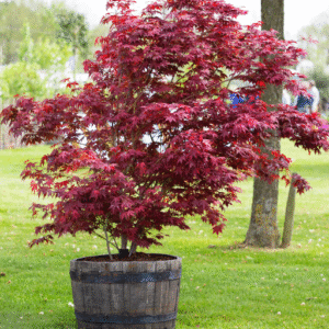 Specific Types of Trees to Grow in Containers