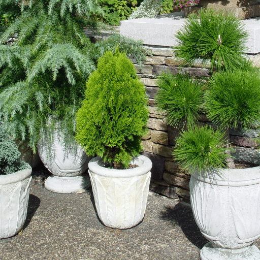 Introduction to Growing Trees in Containers