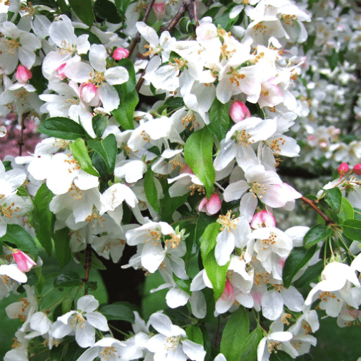 Fast-Growing Trees with Long Lasting Blooms