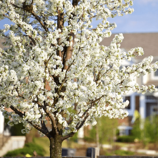 Choosing the Right Flowering Tree