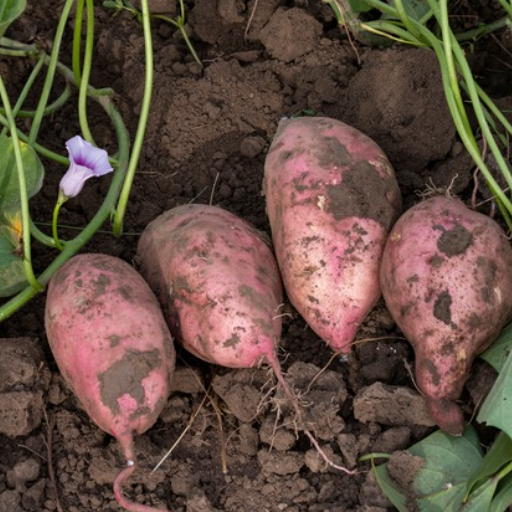 Best Practices for Container Gardening