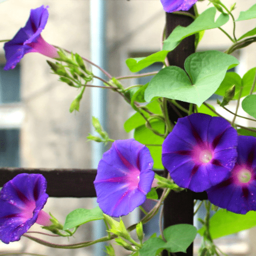 Fast-Growing Flowering Vines