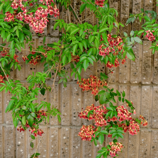 Maintenance and Care for Flowering Vines