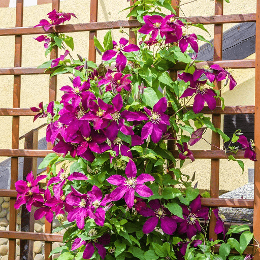 What are Flowering Vines?