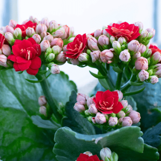 Propagation Techniques
