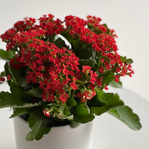 Encouraging Reblooming