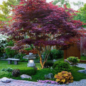 Popular Fast-Growing Trees
