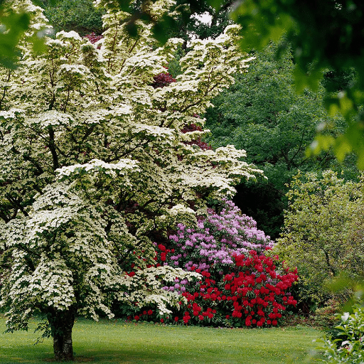 Choosing the Right Small Tree