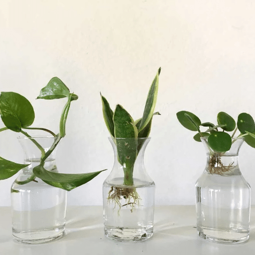 Top Houseplants Perfect for Cuttings