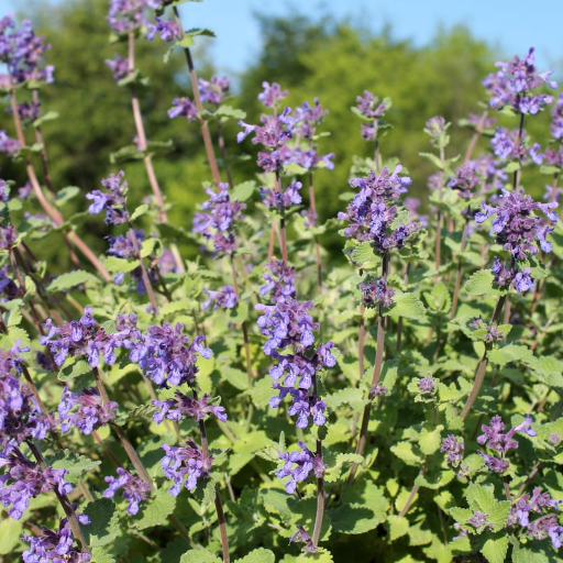 Catnip Plant Care and Maintenance