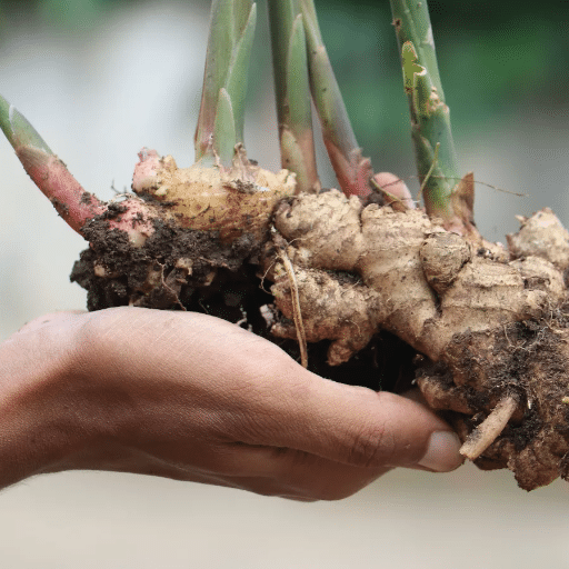 Harvesting Ginger