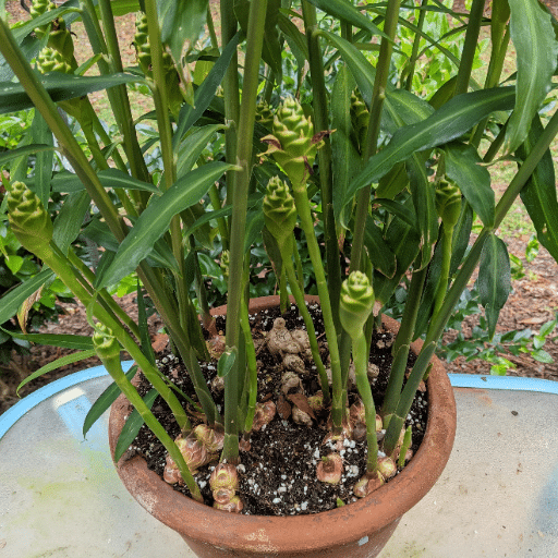 Common Issues When Growing Ginger Indoors