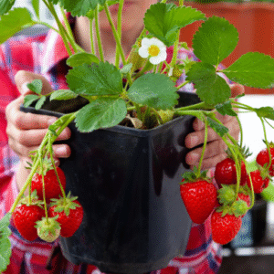 🍓 Best Strawberry Varieties for Containers