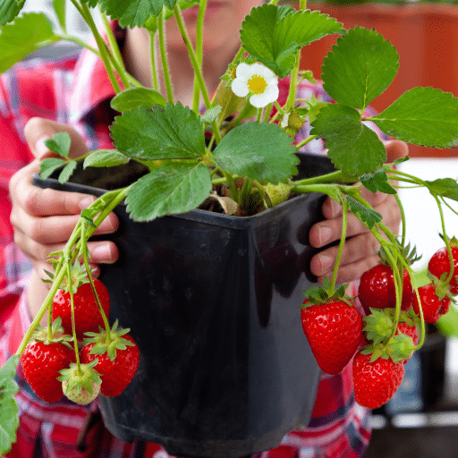 🍓 Best Strawberry Varieties for Containers