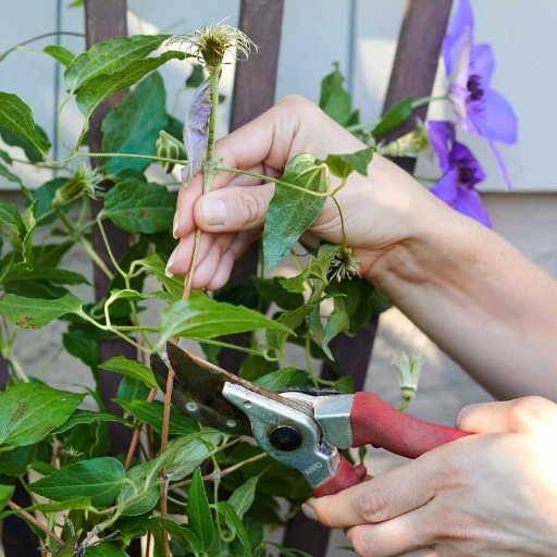 Benefits of Pruning Clematis Vines