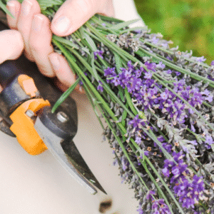 Benefits of Pruning Lavender