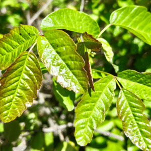 Prevention Tips for Avoiding Poison Oak